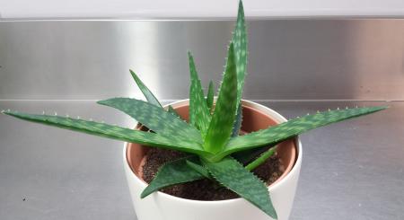 Aloe vera cactus