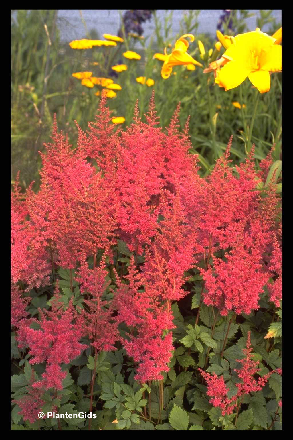 Astilbe 'Federsee' | Groeninfo.com