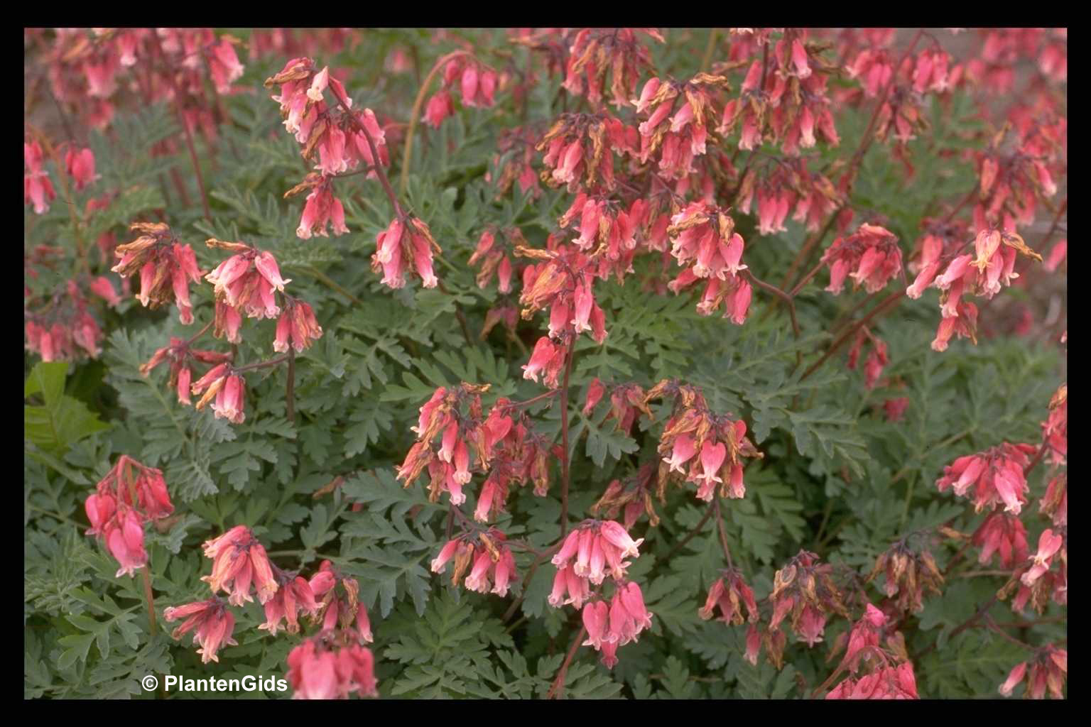 dicentra-luxuriant-groeninfo