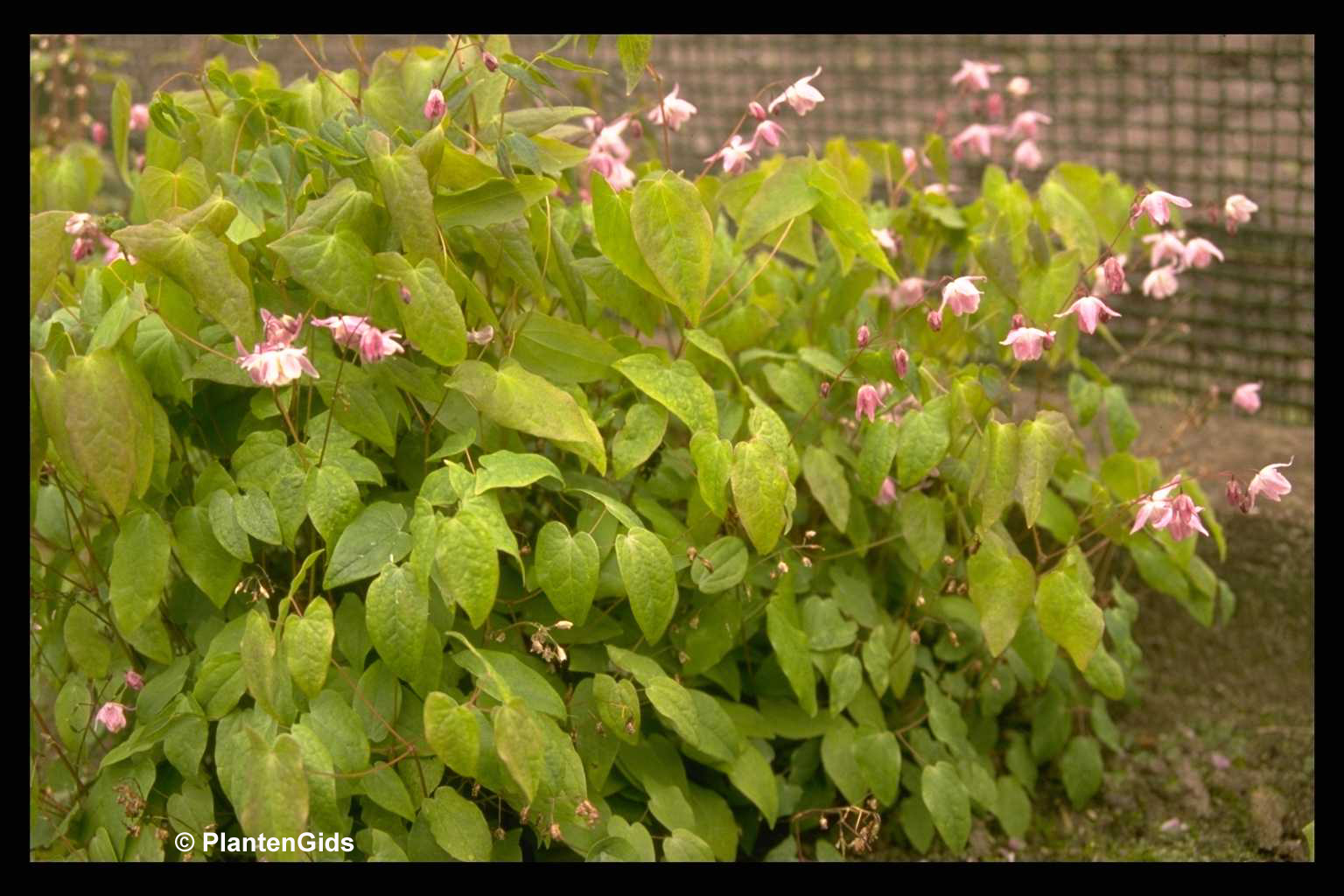 Epimedium youngianum Roseum