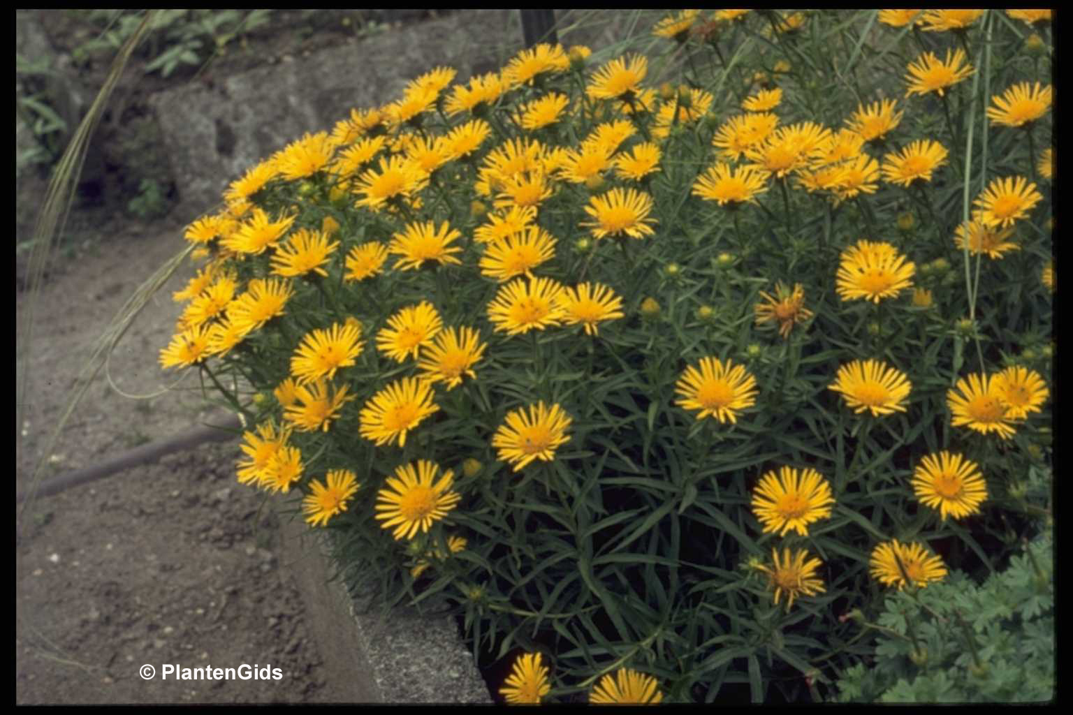 Inula Ensifolia | Groeninfo.com