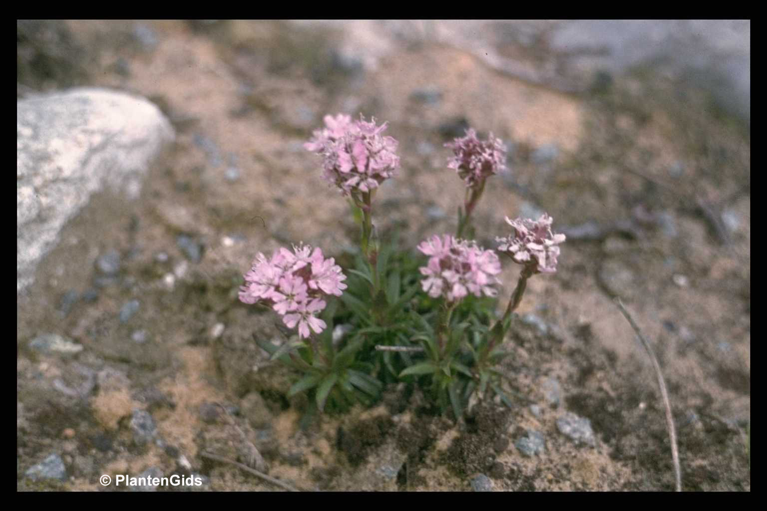 Lychnis Alpina