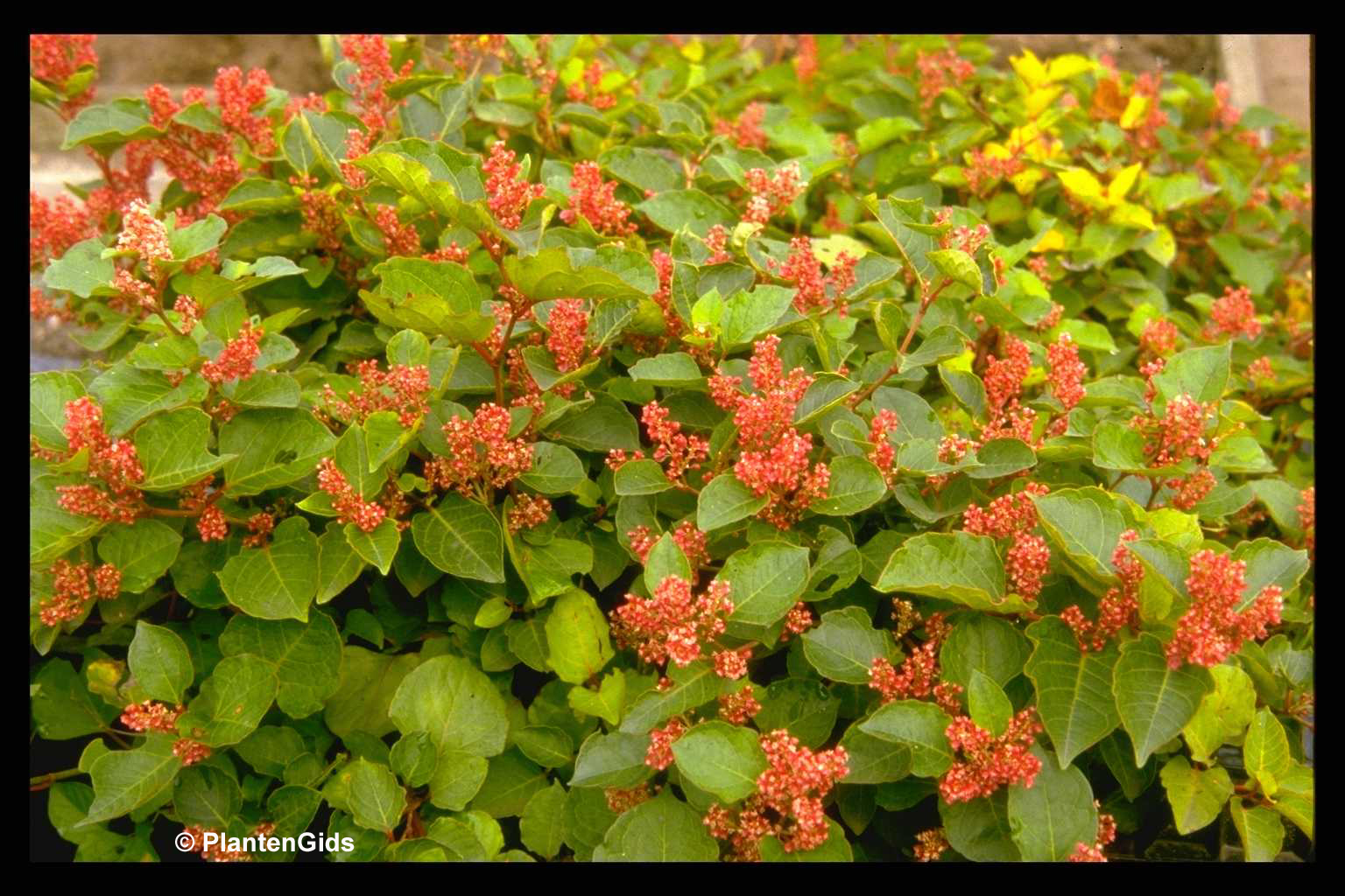 Fallopia japonica var. compacta | Groeninfo.com