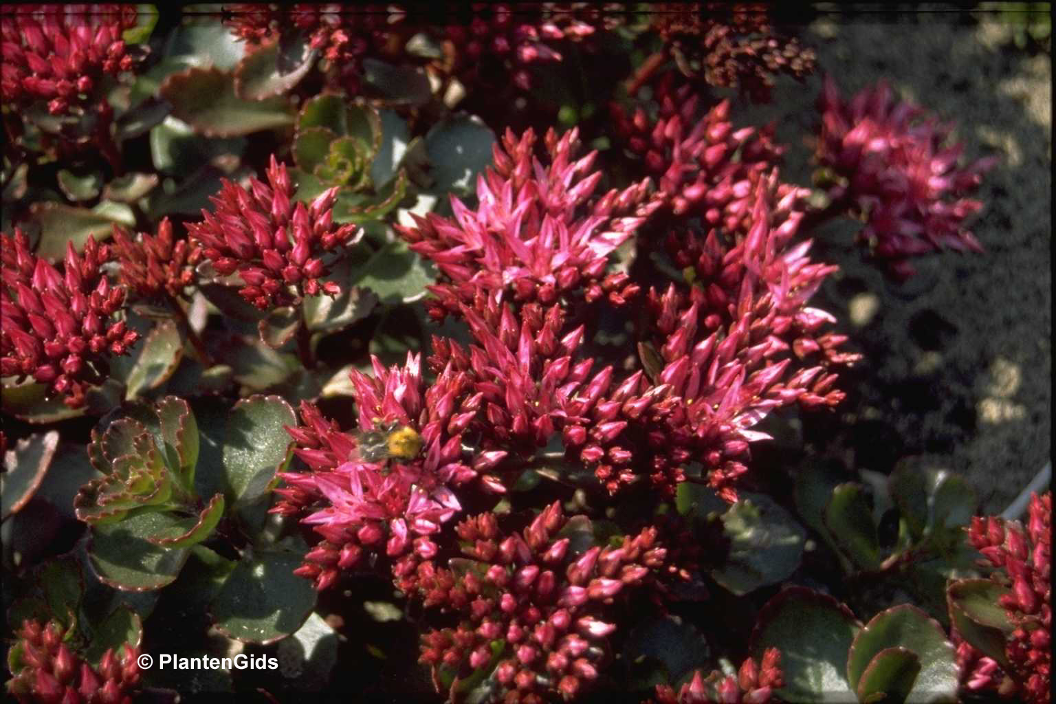 Sedum spurium 'Fuldaglut' | Groeninfo.com