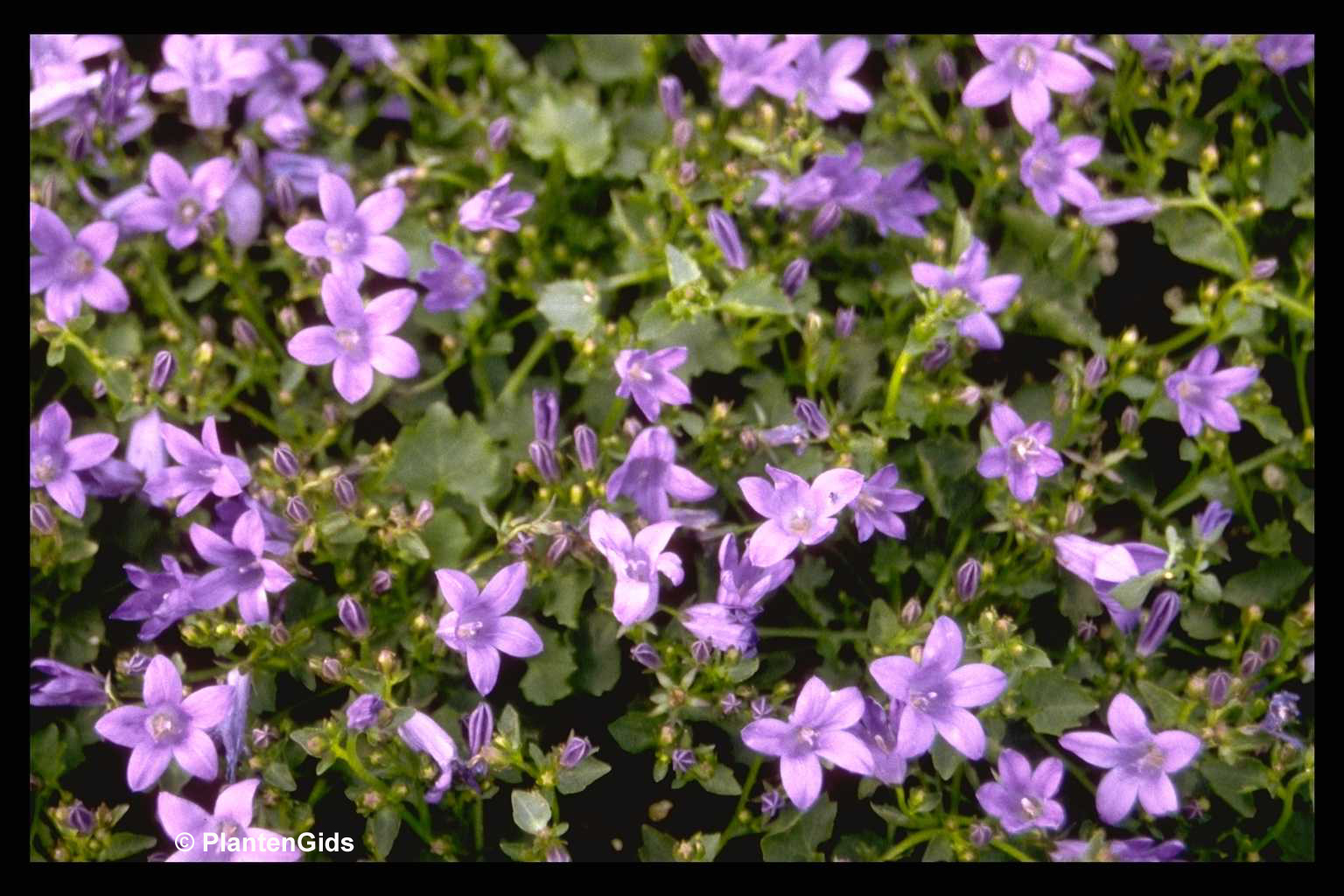 Campanula portenschlagiana 'Resholdt's Variety ...