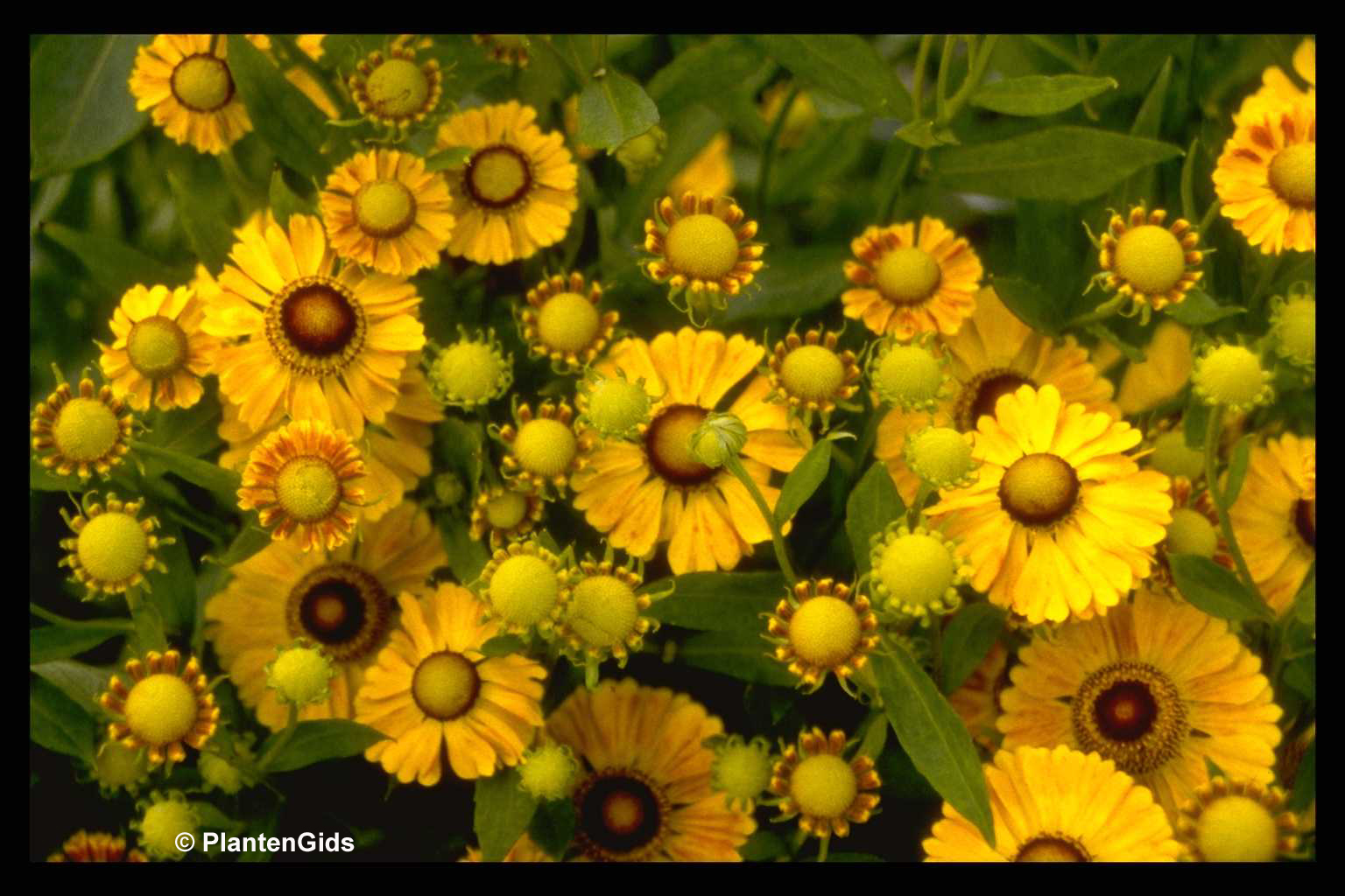 Helenium 'Zimbelstern' | Groeninfo.com