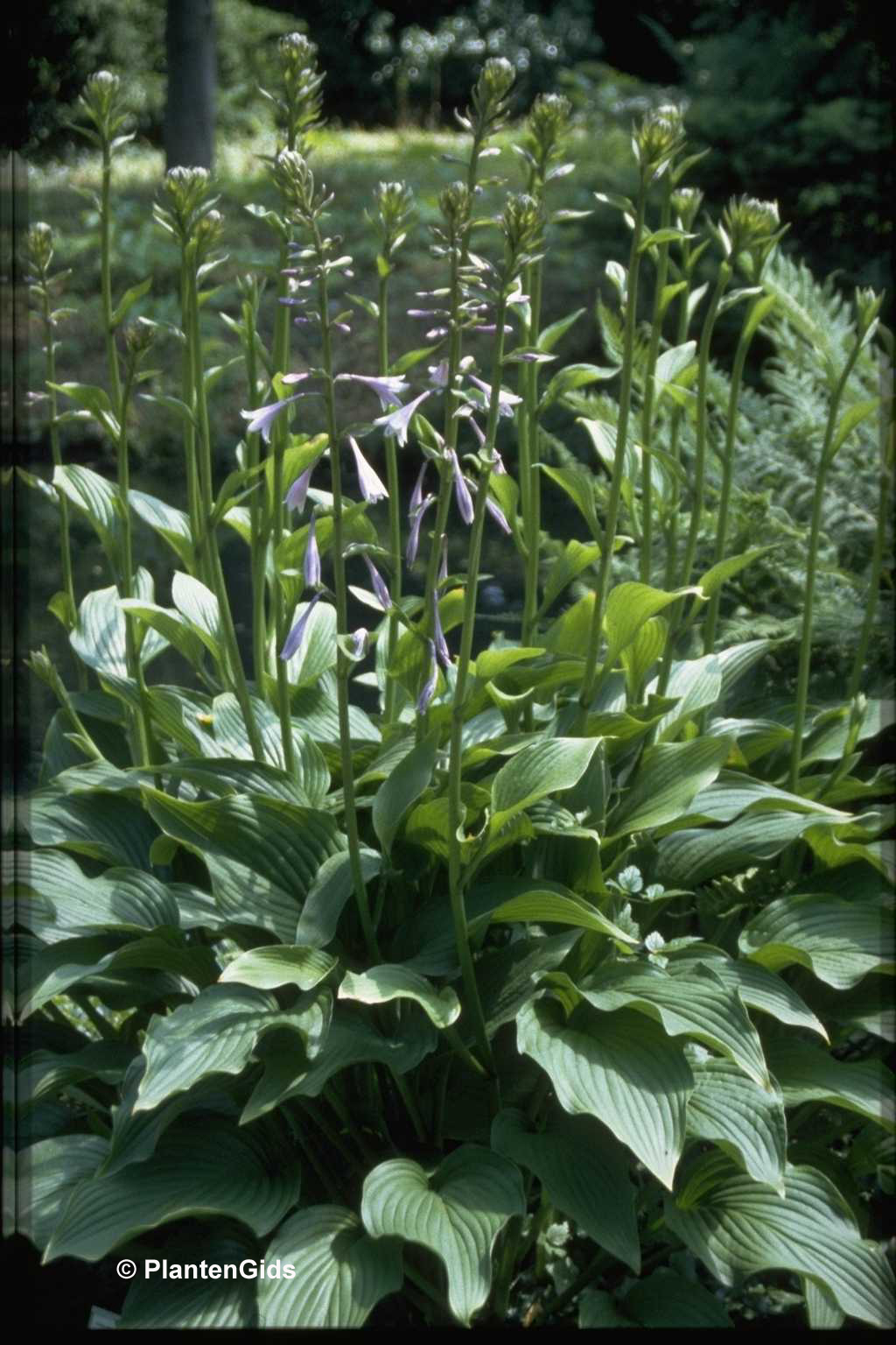 Hosta Tall Boy